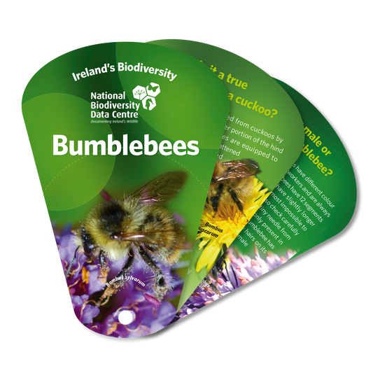 Bumblebee Swatch
