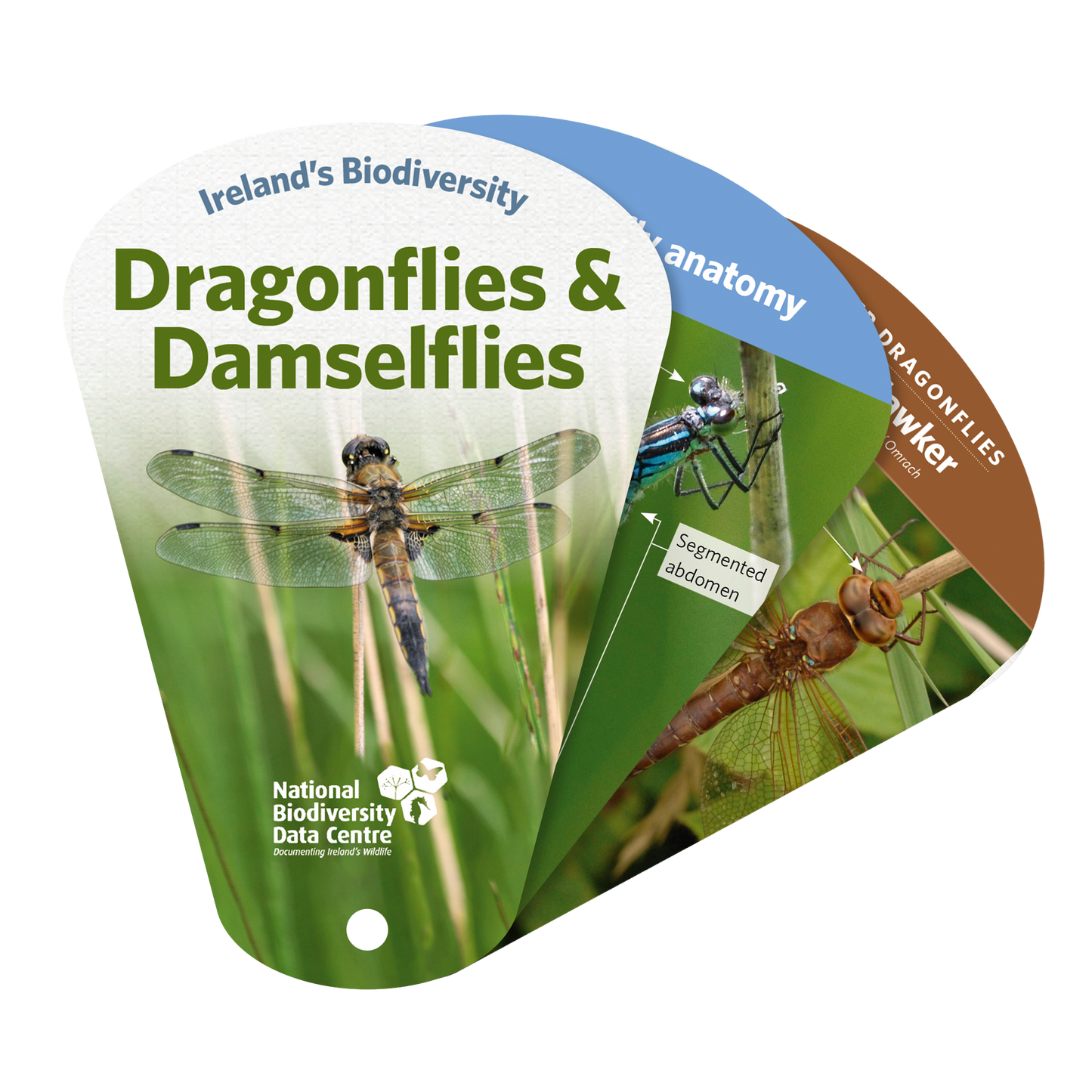 Dragonfly & Damselfly Swatch