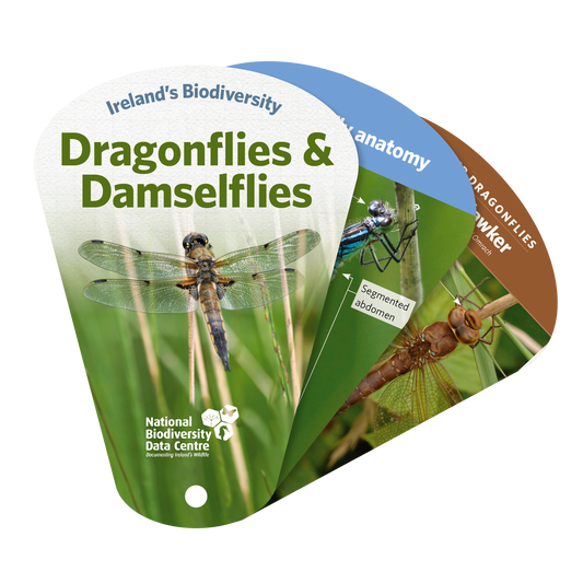Dragonfly & Damselfly Swatch