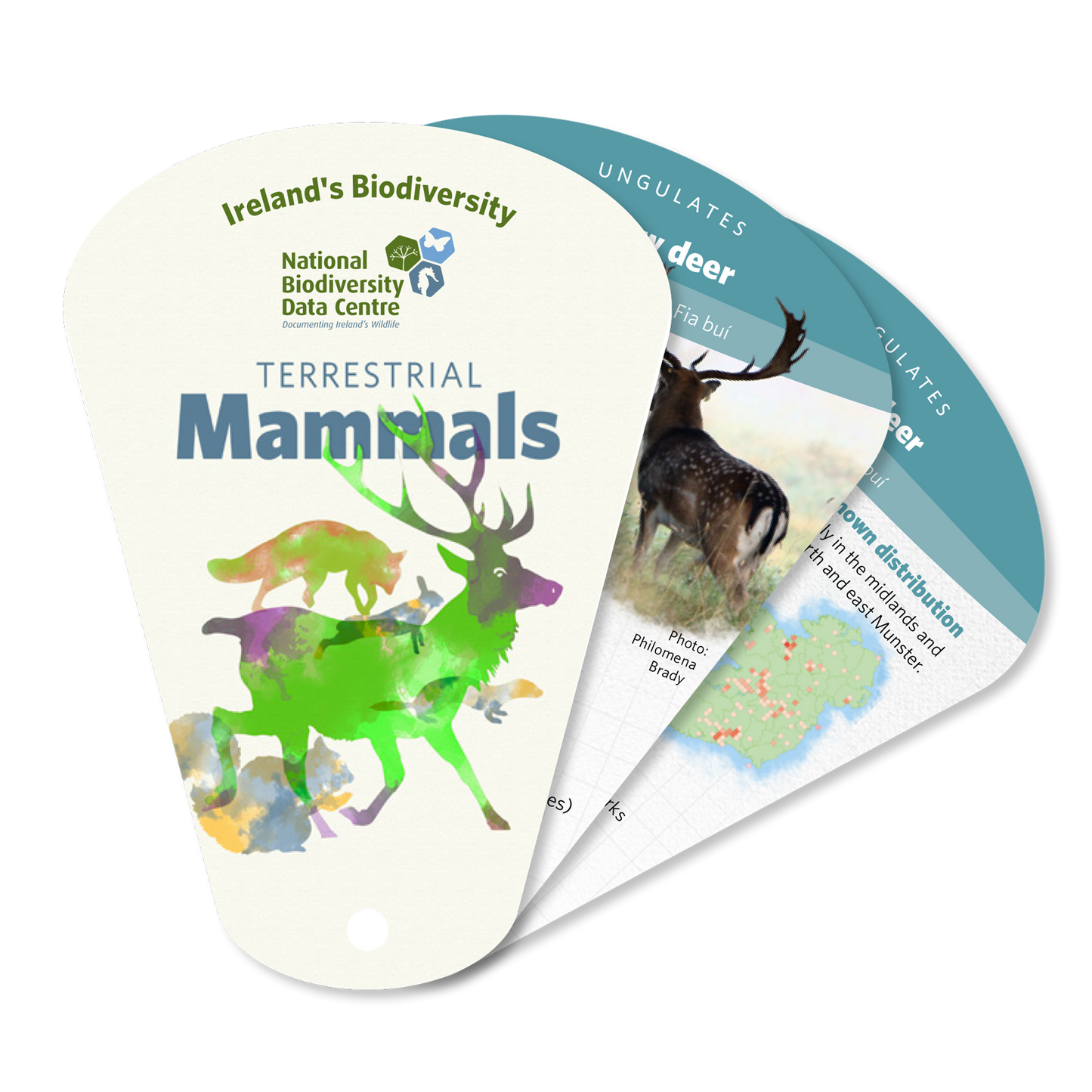 Terrestrial Mammals Swatch