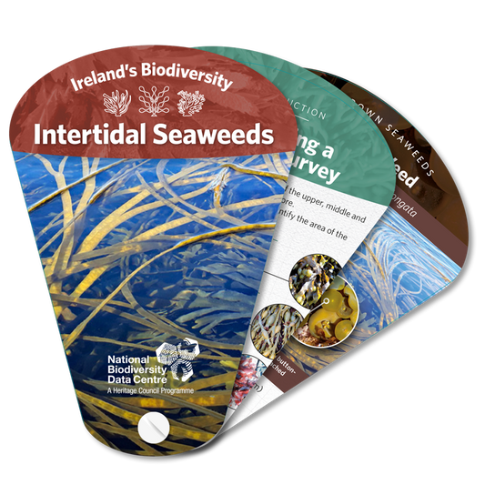 Seaweed Swatch