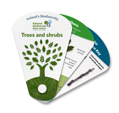 Tree & Shrubs Swatch