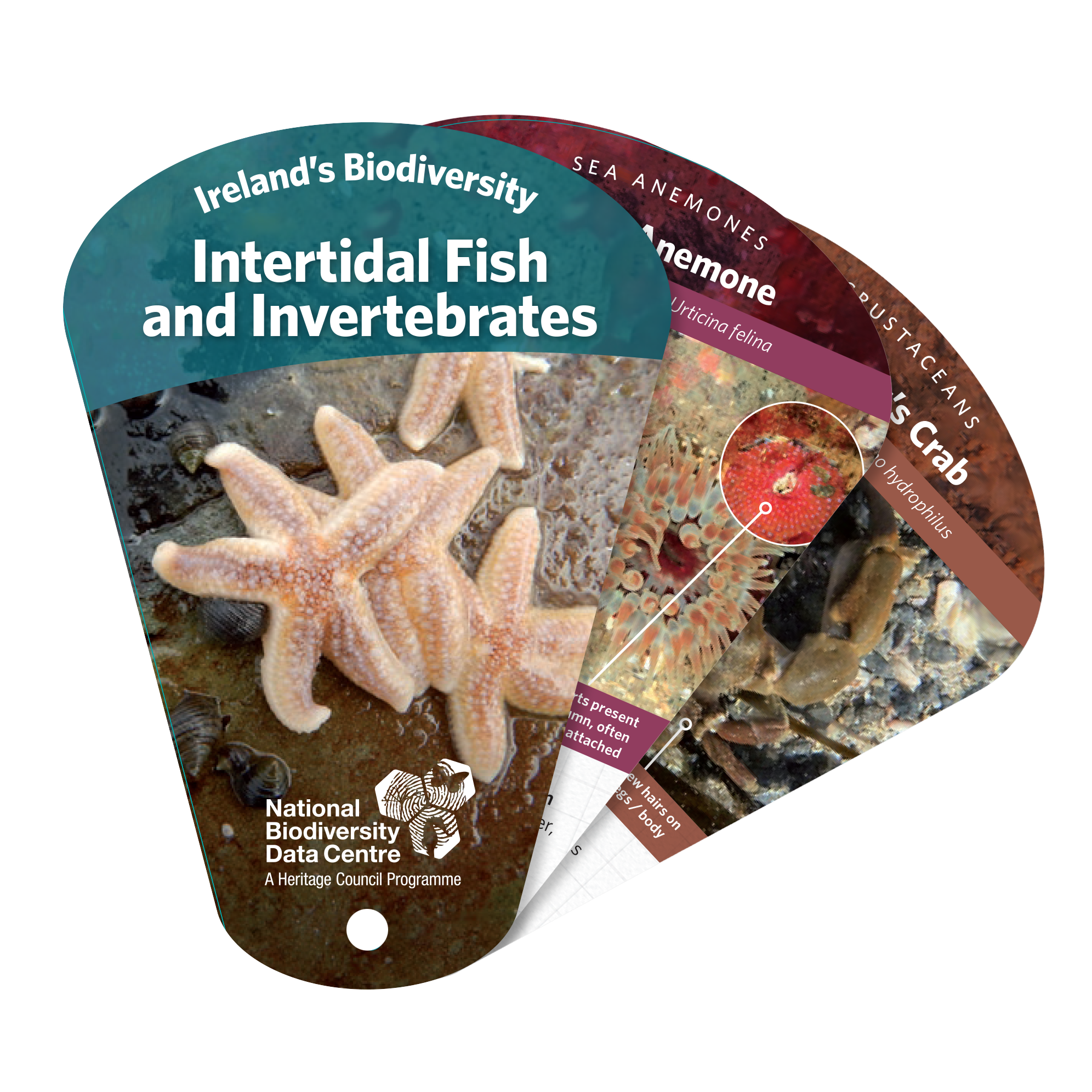 Intersected Fish Intertidal Fish and Invertebrates – National Biodiversity Data Centre