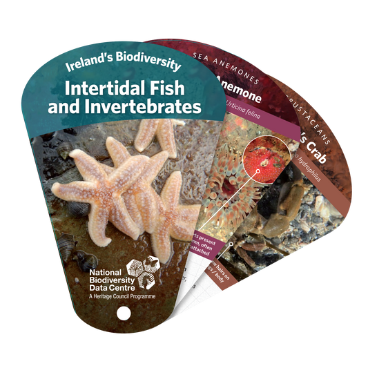 Intertidal Fish and Invertebrates