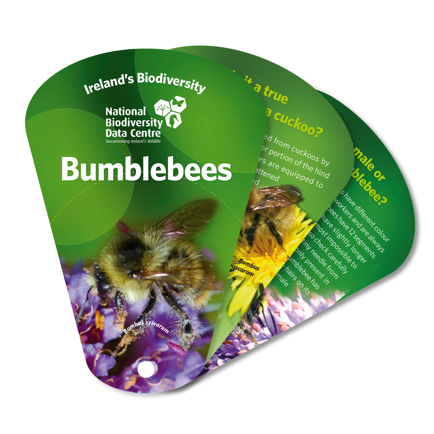 Bumblebee Swatch