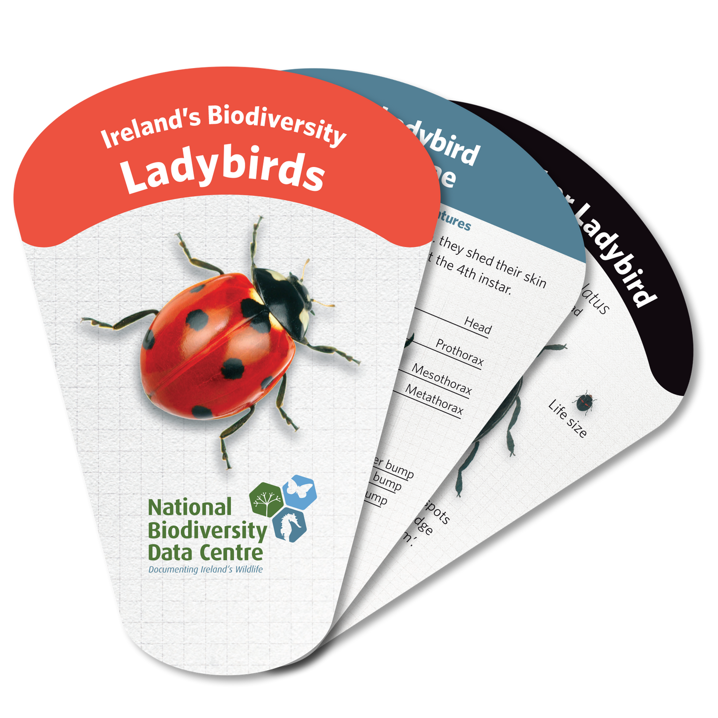 Ladybird Swatch