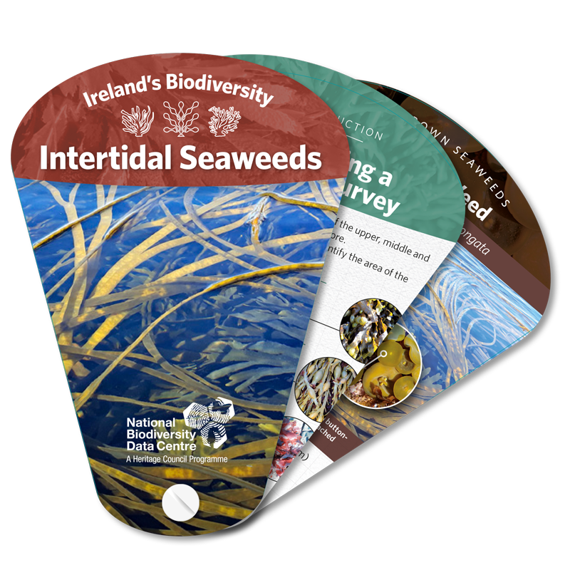 Seaweed Swatch
