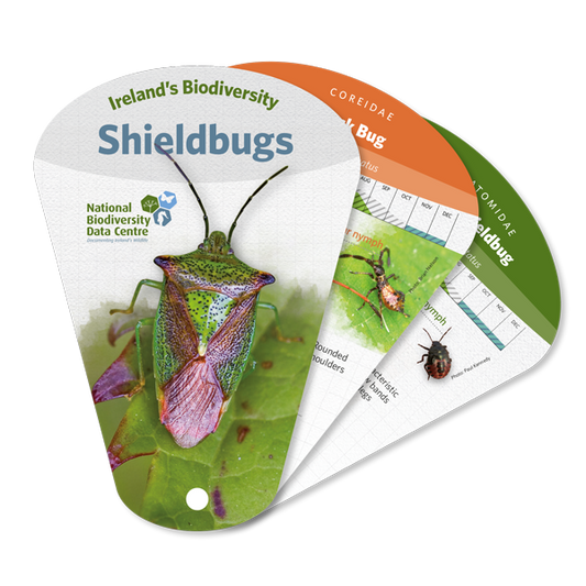 Shieldbug Swatch